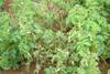 Blight population analysis in full swing