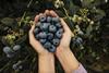 Hortifrut blueberries in hand