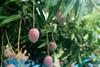 Mango Adobe Stock