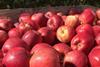 Previous Harvest, British Gala Apples