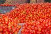 Moroccan tomatoes piled unpacked