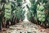 Augura: defends Columbia's banana industry