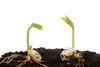 Two_Germinating_Seeds_2697167
