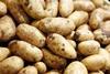 Hochschule Rhein-Waal: Nutzpilze sollen Kartoffeln stärken