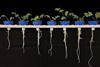 Some brassicas may be able to grow deeper root systems to increase water uptake