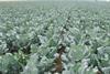 brassicas