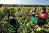 farm workers