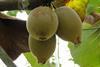 Neuseeland Kiwi Gold - Puketiro (10)