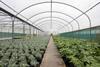 Polytunnels are vital in UK fruit growing