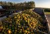 Brazil Sao Paulo oranges AdobeStock_883507121
