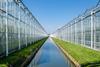 Glasshouse growers in Westland have been banned from using water from dykes to irrigate their crops