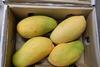 Special Fruit Pakistani mangoes