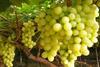 Cool Fresh Namibia table grapes