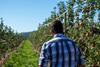 BC Tree Fruits grower