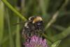 Bees are under threat from a number of diseases and numbers have been dwindling