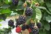 Hargreaves hopeful on revolutionary berry