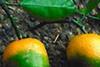 Citrus greening