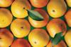 Florida oranges