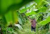 VN Vietnam banana plantation AdobeStock_449204106