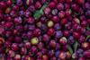 Rote, runde Pflaumen