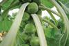 Brussels sprouts protected by proactive Brassica Alert fungicide stratgey