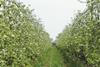 France apple blossom orchard