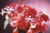 Business blooms for UK flower trade