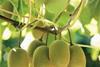 Zespri launches Gold comeback campaign