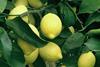 Chile lemons