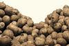 BPC expects a fall of 11.9 per cent in potato plantings this year