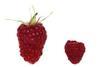 The King (left) compared to an ordinary raspberry
