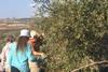 Qalqilya olive picking