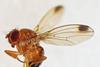 Spotted-wing Drosophila