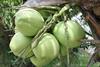 coconut vietnam free use