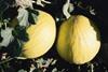 Slow start forecast for Spanish melons