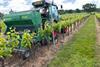 Drilling chamomile at Gusbourne Estate