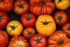 Tomatenvielfalt