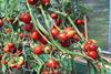 Tomatoes South Australia PIRSA