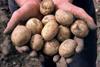 New season strife as battle lines drawn on potatoes