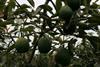 Peruvian push for avocado advance