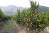 Chilean mandarins