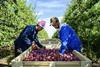 South Africa plum harvesting