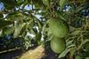Halls avocado tree