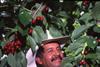 Rain causes pain but suppliers are upbeat for cherry season