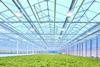 Glasshouse production is developing rapidly