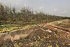Spanish kaki storm losses