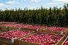 Consolidated Fruits - Apples 1