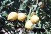 Mixed message on Murcia lemons