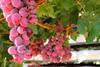 AU Red Globe grapes mildura
