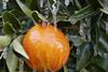 Citrus frost